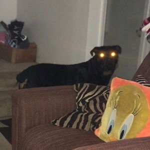 Meet your Posher, Patrick